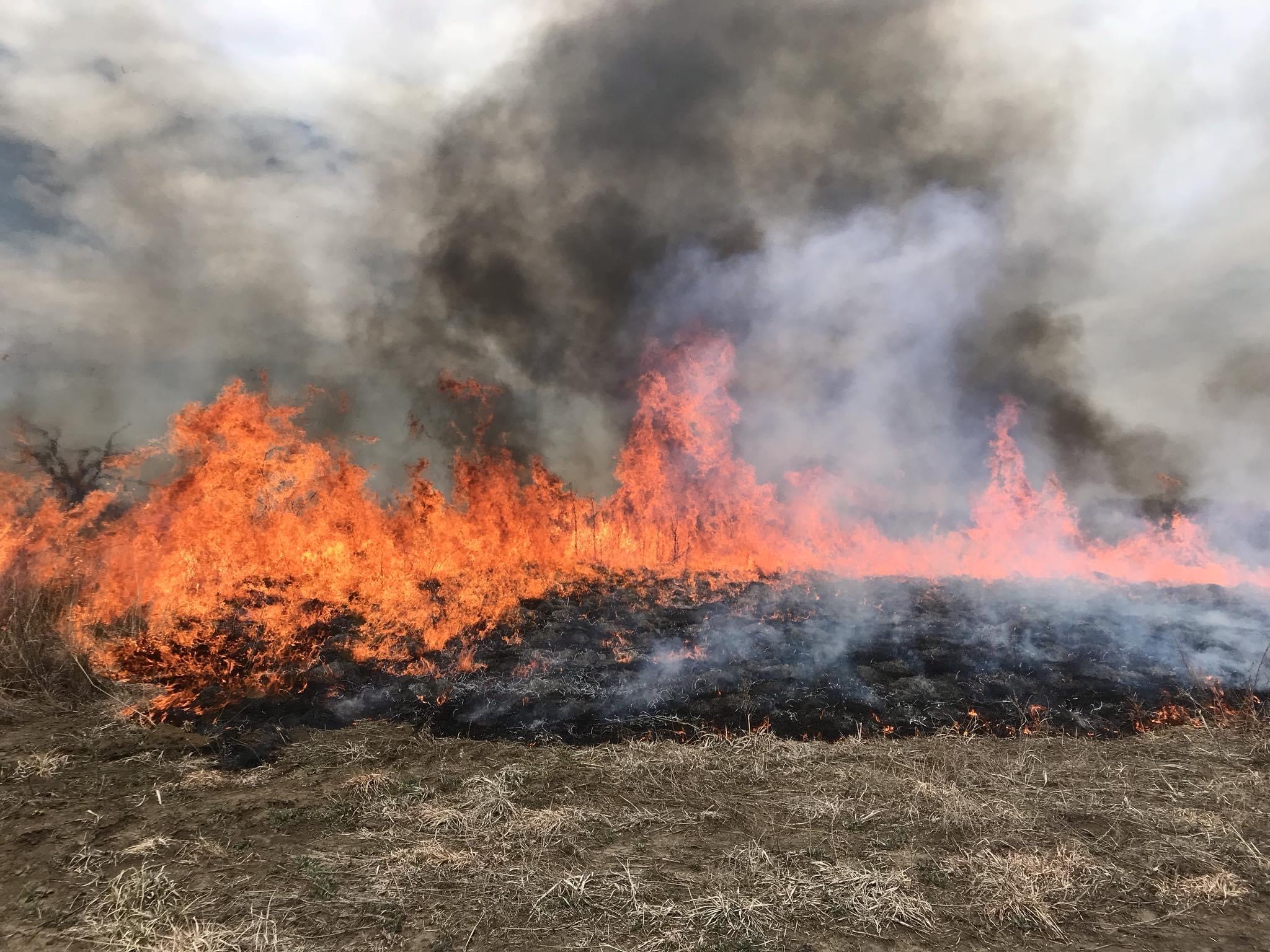 Fire burning grass.