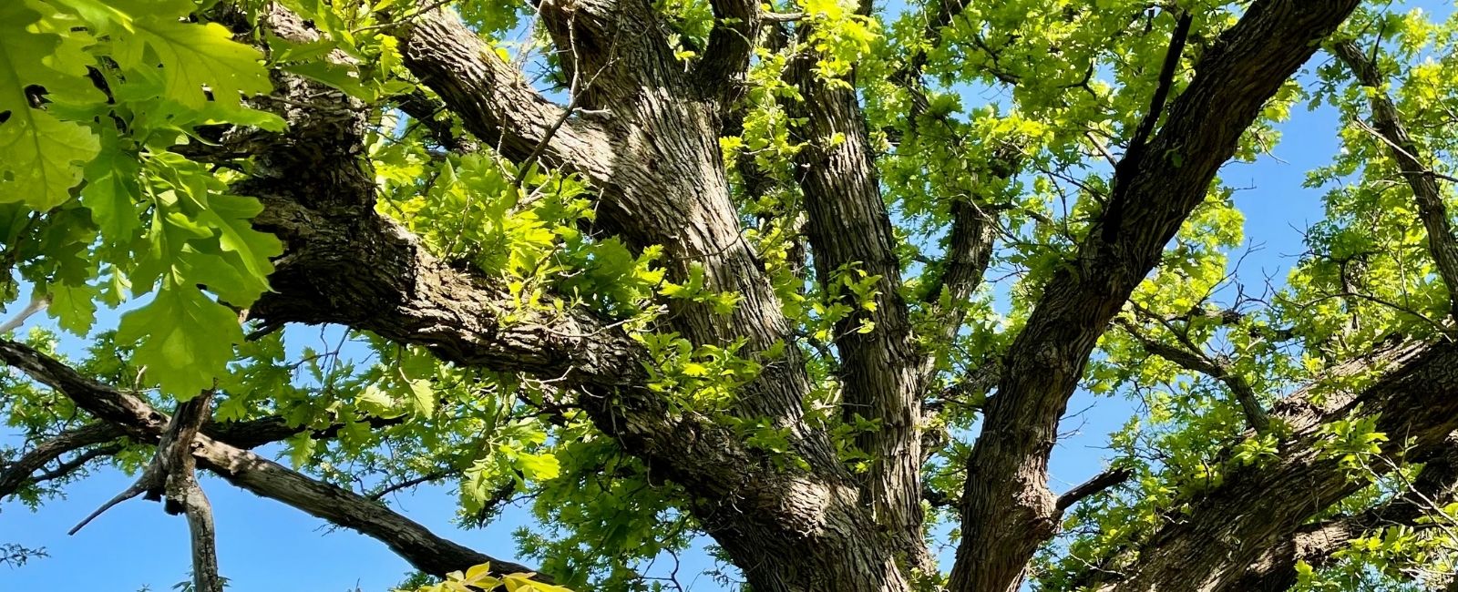 Trees
