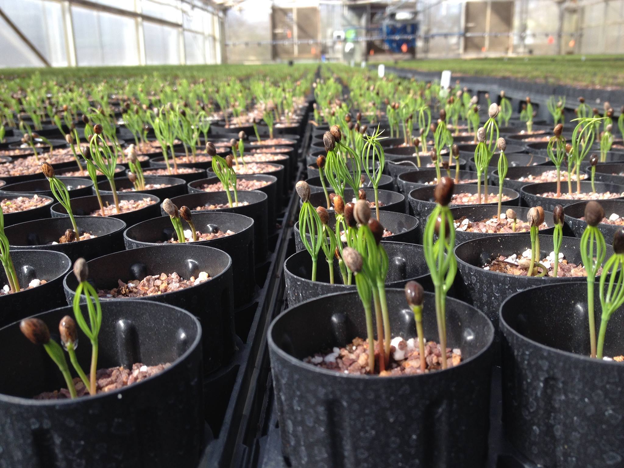 Conservation seedlings